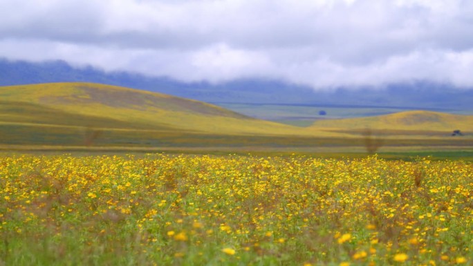 绿油油的草地上盛开着黄色的野花，映衬着坦桑尼亚的群山。绿草如茵，鲜花盛开，群山环抱