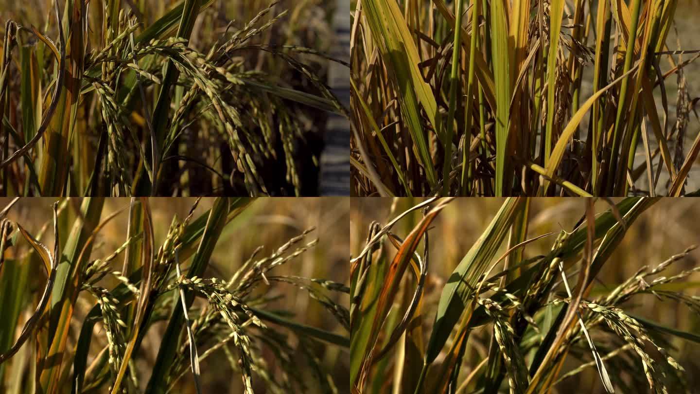 稻田 干燥 水稻 病虫害 农业害虫