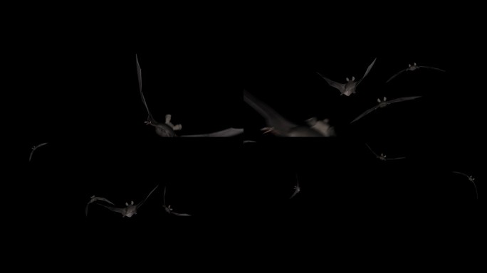 恐怖蝙蝠-飞行过渡- 04