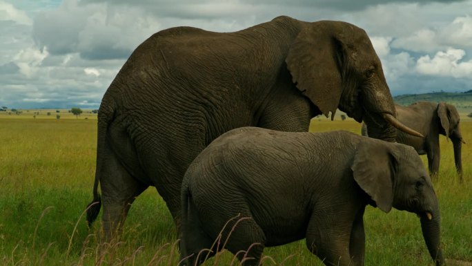 在塞伦盖蒂国家公园的草地上，非洲象和小象在吃草。大象一家走过茂密的坦桑尼亚森林