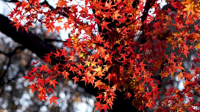 秋日逆光明亮的红枫随风飘动