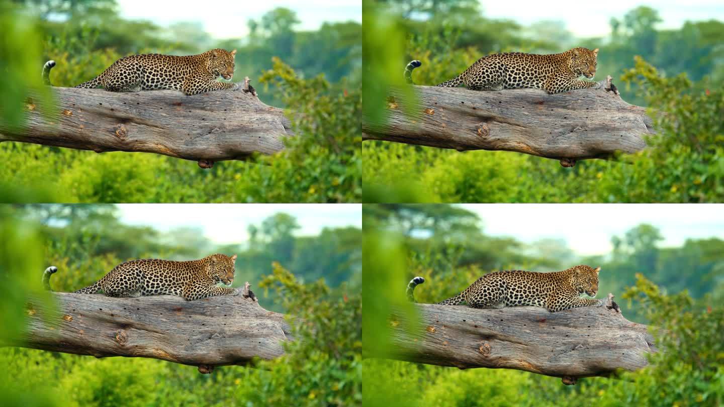 美丽的豹子懒洋洋地躺在坦桑尼亚森林的大树枝上。有斑点的野猫懒洋洋地躺在树干上