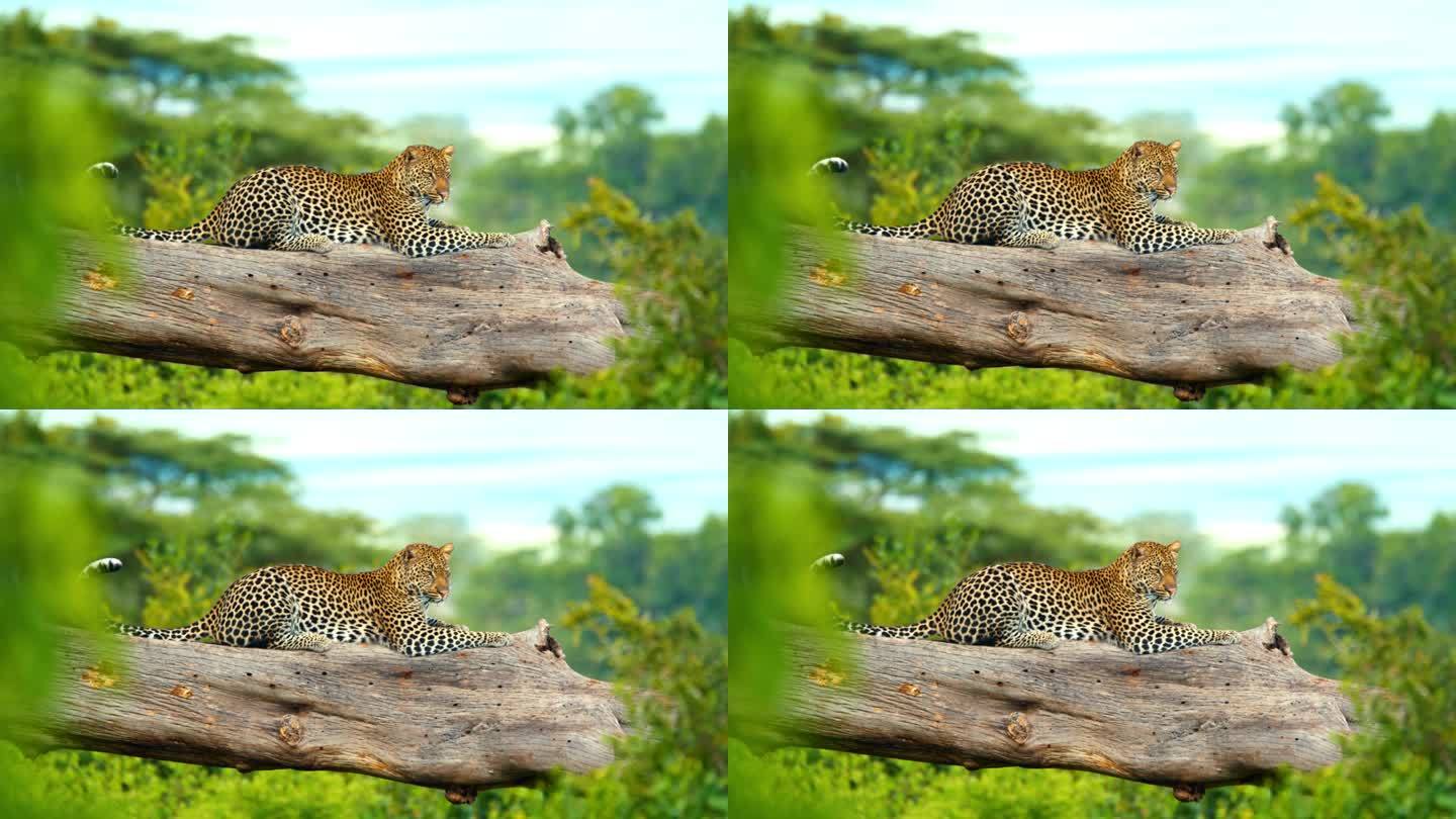 在坦桑尼亚茂盛的绿色植物中，一只非洲豹在树干上休息。在翠绿的森林里，一只威严的猫在树枝上打盹。