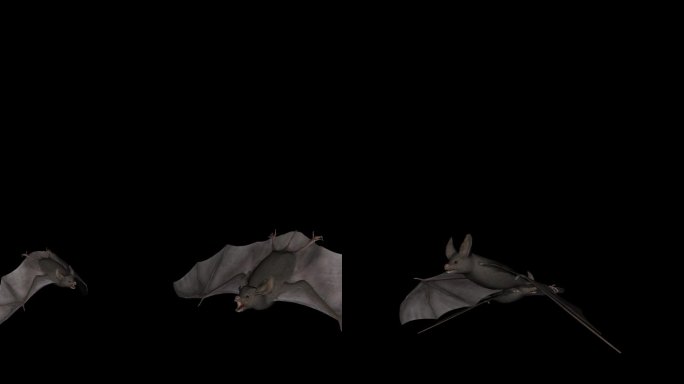 恐怖蝙蝠-飞行过渡- 02