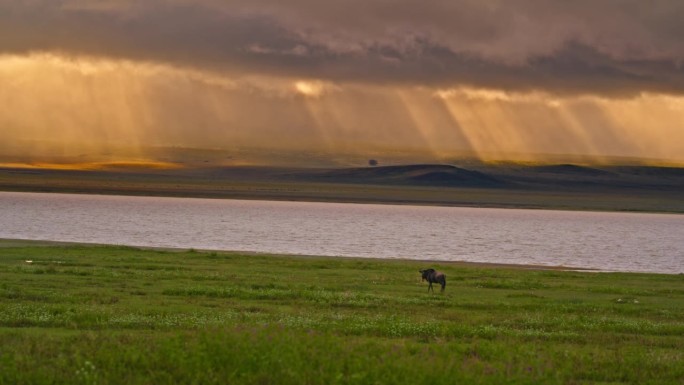 SLO MO角马优雅地踏在草地上，朝着波光粼粼的河流坚定地前进，在坦桑尼亚荒野的中心创造了一个和谐的