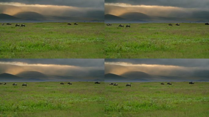 在坦桑尼亚翠绿的风景中，角马在郁郁葱葱的草地上奔跑。Gnu在茂密的森林中奔跑