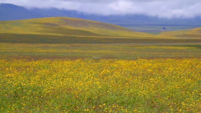 在坦桑尼亚的山脚下，郁郁葱葱的绿色景观和黄色的花朵。风景以广阔的草地和充满活力的野花为特色