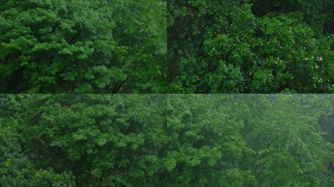 树林下雨大树雨景风雨交加