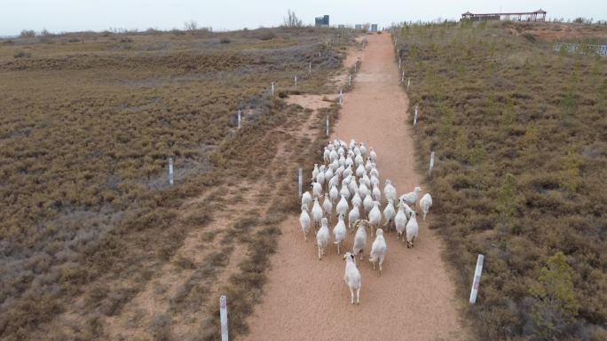 宁夏盐池滩羊，羊群