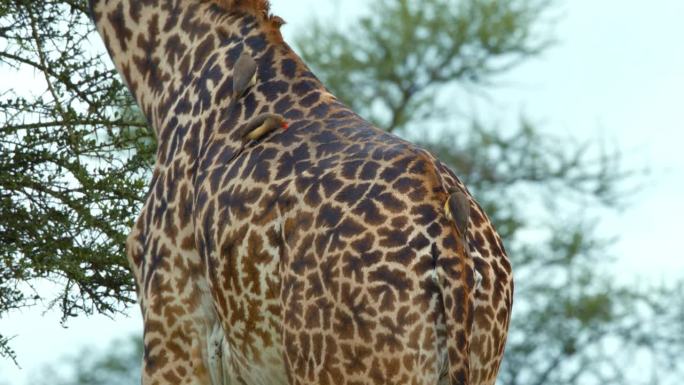 在塞伦盖蒂国家公园的中心，鸟儿正在吃一只宁静的长颈鹿。鸟儿们在一只温柔的长颈鹿背上饱餐一顿