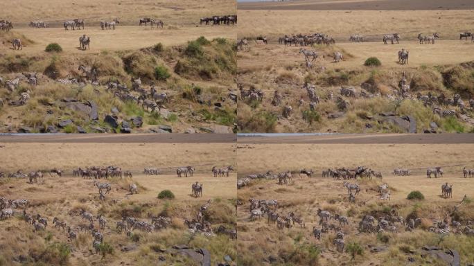 一群斑马聚集在马拉河附近，准备进行大迁徙