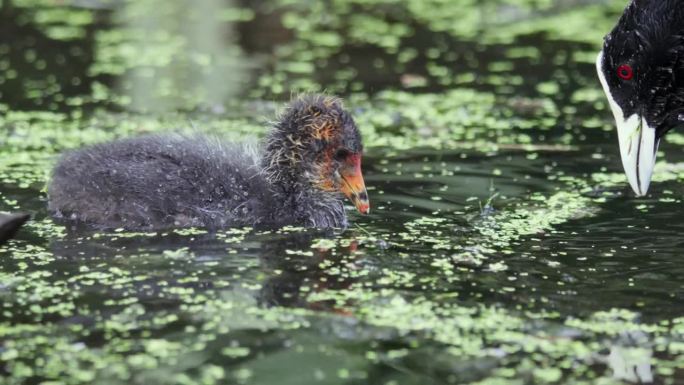 澳洲骨顶鸟宝宝和父母在慢动作中游泳和喂食