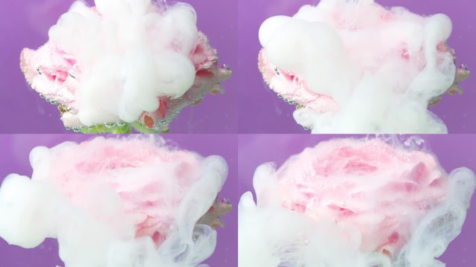 紫色的背景。资料片。一种松散的玫瑰，在艺术拍摄中允许在其上冒出灰色烟雾。
