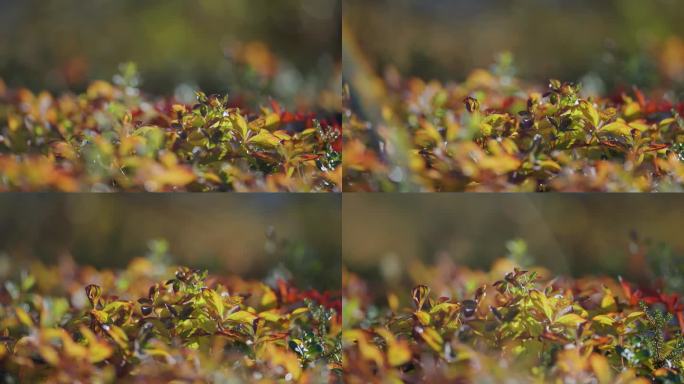 挪威冻土带秋天的灌木丛中五颜六色的树叶和草。微距视差拍摄。散景背景。