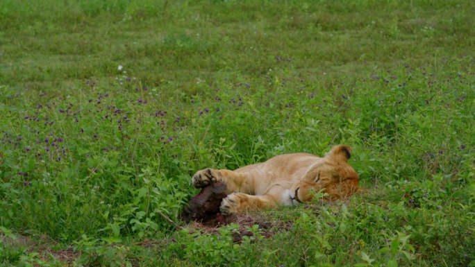 雄伟的雌狮安静地躺在坦桑尼亚郁郁葱葱的荒野中充满活力的绿色景观上。强壮的雌狮在一片宁静的苍翠旷野上打