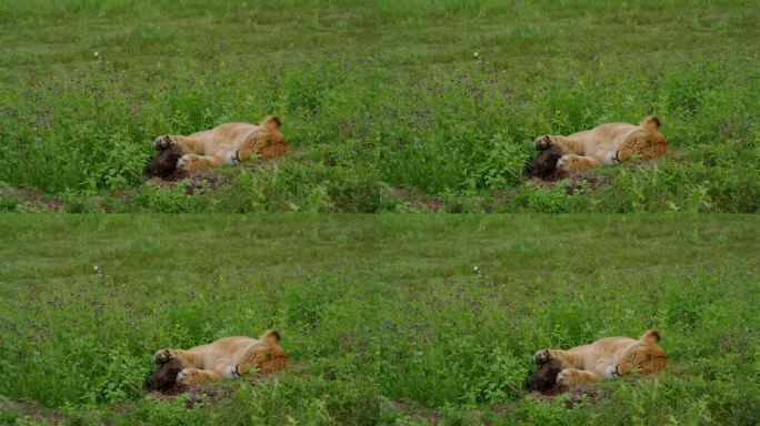 雄伟的雌狮安静地躺在坦桑尼亚郁郁葱葱的荒野中充满活力的绿色景观上。强壮的雌狮在一片宁静的苍翠旷野上打
