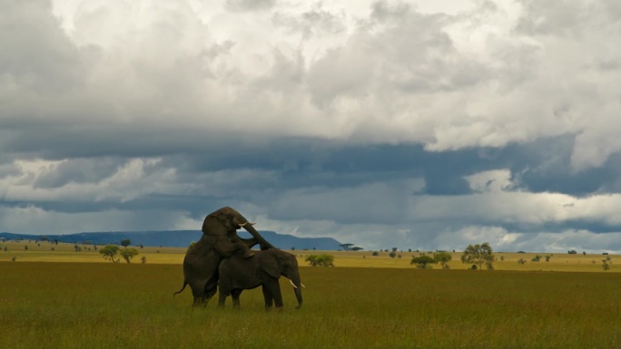 非洲象在塞伦盖蒂草原上交配。在坦桑尼亚茂密的森林里，厚皮动物在爱情中分享温柔的时刻。以8K分辨率拍摄