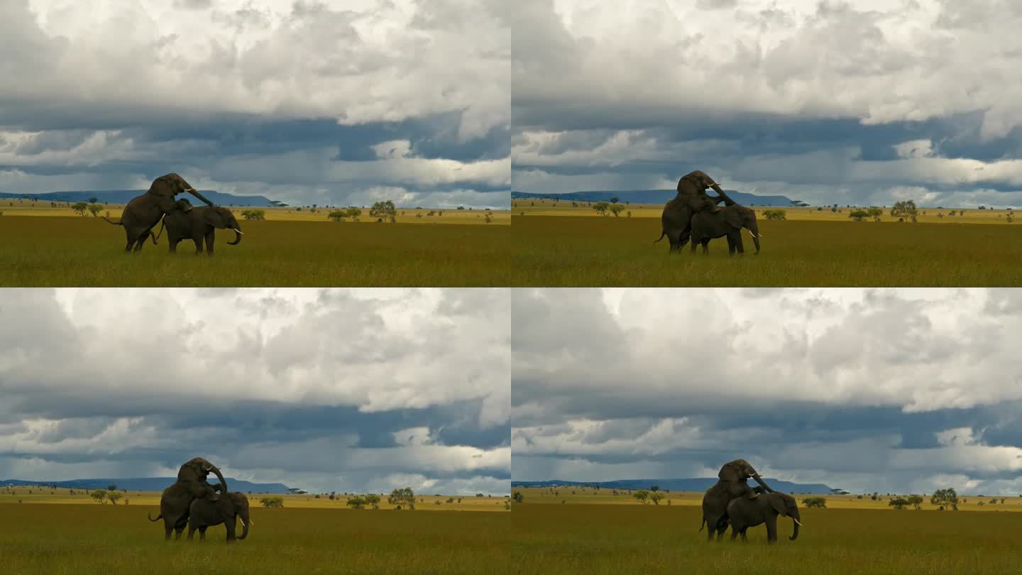 非洲象在塞伦盖蒂草原上交配。在坦桑尼亚茂密的森林里，厚皮动物在爱情中分享温柔的时刻。以8K分辨率拍摄