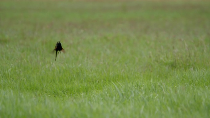 令人惊叹的黑鸟优雅地在坦桑尼亚翠绿的草地上翻筋斗。黑色生物在郁郁葱葱的上空表演空中翻筋斗