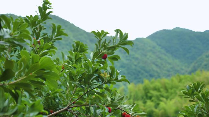 仙居杨梅