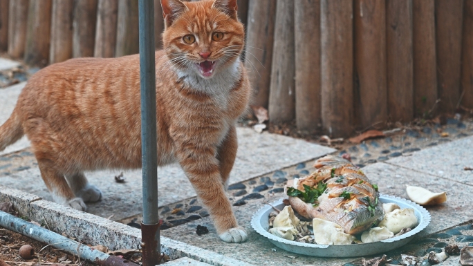 流浪猫 投喂 寻找食物