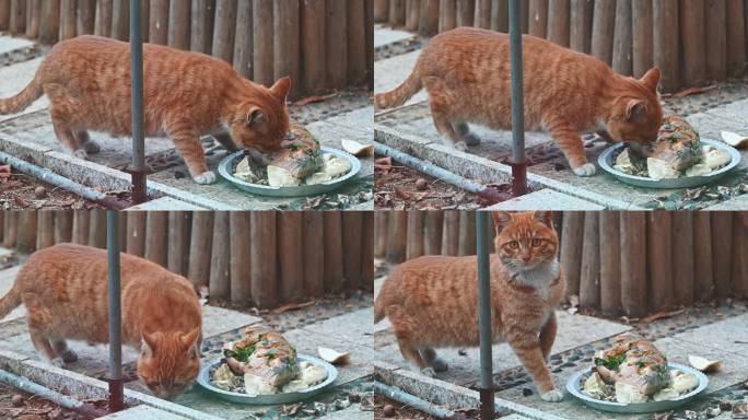流浪猫 投喂 寻找食物