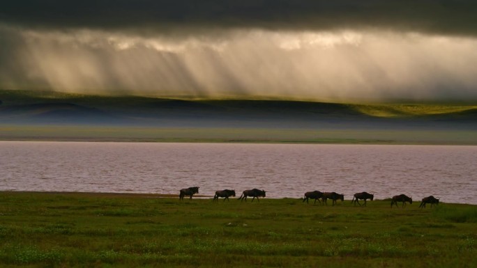 坦桑尼亚森林河岸附近的绿色广阔地带，成群的角马在运动。一群gnus优雅地在河流旁的翠绿草地上航行