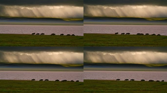 坦桑尼亚森林河岸附近的绿色广阔地带，成群的角马在运动。一群gnus优雅地在河流旁的翠绿草地上航行
