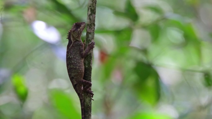 泰国鳞腹树蜥(Acanthosaura lepidogaster)，绕着一棵小树，脸朝右，右眼微微移