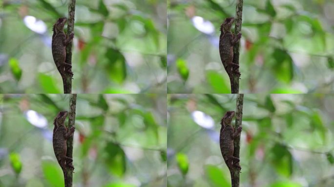 泰国鳞腹树蜥(Acanthosaura lepidogaster)，绕着一棵小树，脸朝右，右眼微微移