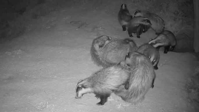 野生獾，獾群的社会行为，夜景