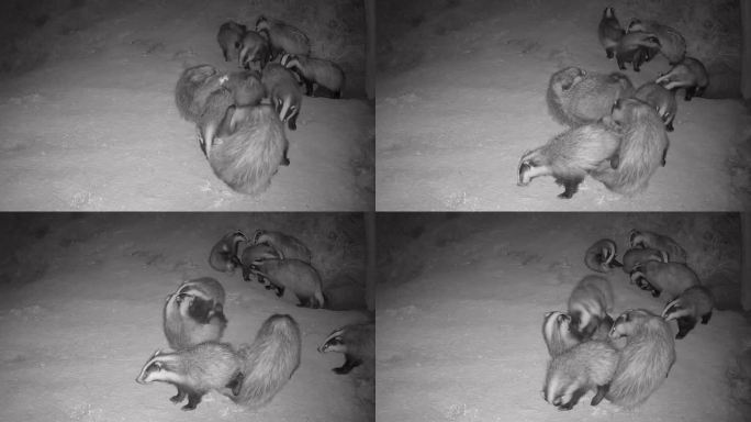 野生獾，獾群的社会行为，夜景