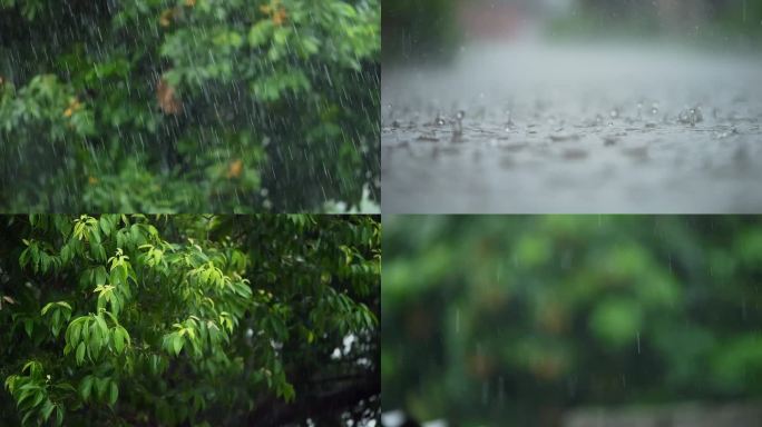 雨 植物 绿色 小雨 下雨