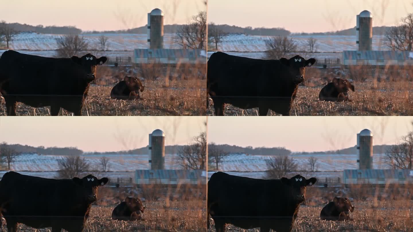 日落时的冷牛