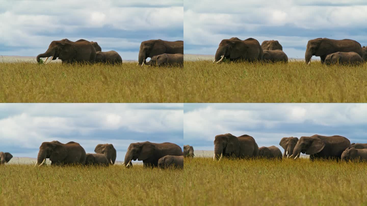 一群非洲象在塞伦盖蒂草原上吃草。大象一家穿过坦桑尼亚的森林