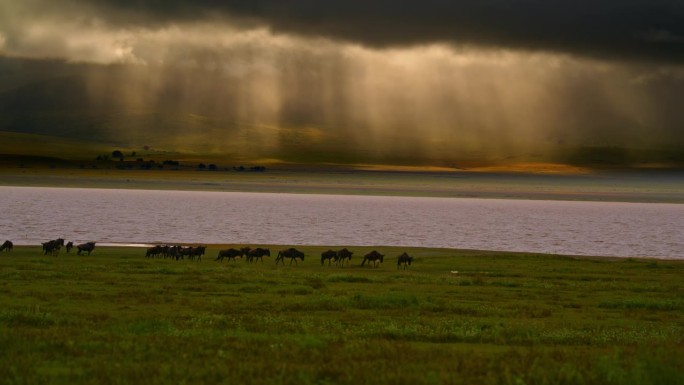 一群角马优雅地在河边草地上穿行。一群gnu穿过坦桑尼亚荒野的河岸