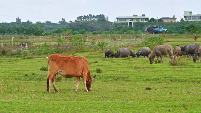 海南海口户外草场蓝天白云下牛群吃草