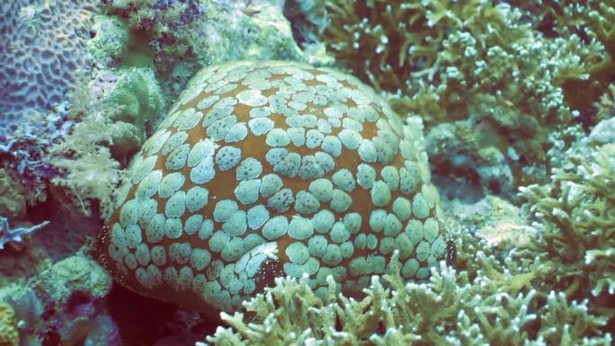 珊瑚礁上的针垫星