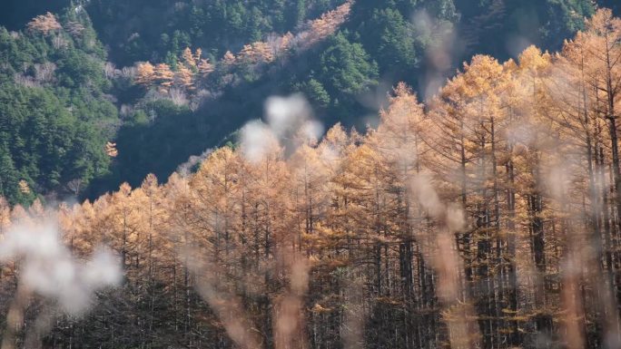 秋天的松林和山，日本上高知县