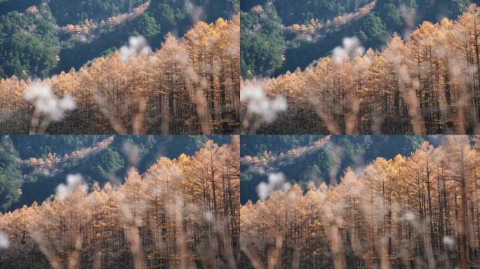 秋天的松林和山，日本上高知县