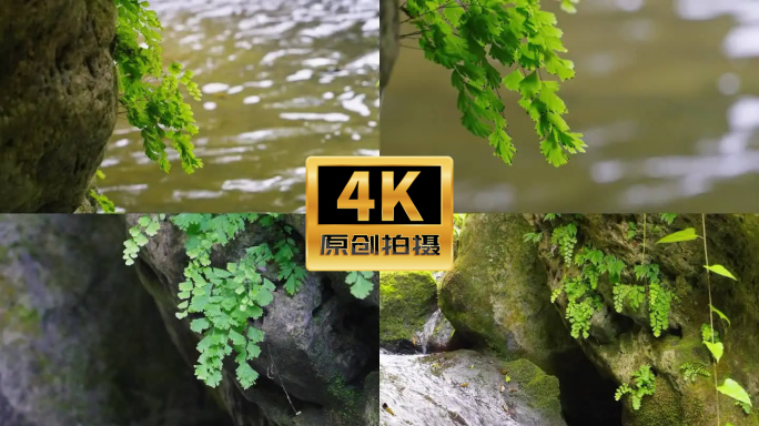 清新河流自然绿植物溪水