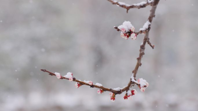 雪中梅花