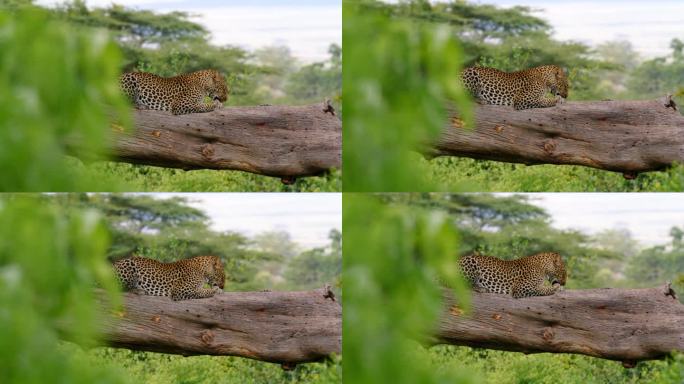 在坦桑尼亚，一只野猫懒洋洋地躺在树干上。在森林树枝上打盹的非洲豹。