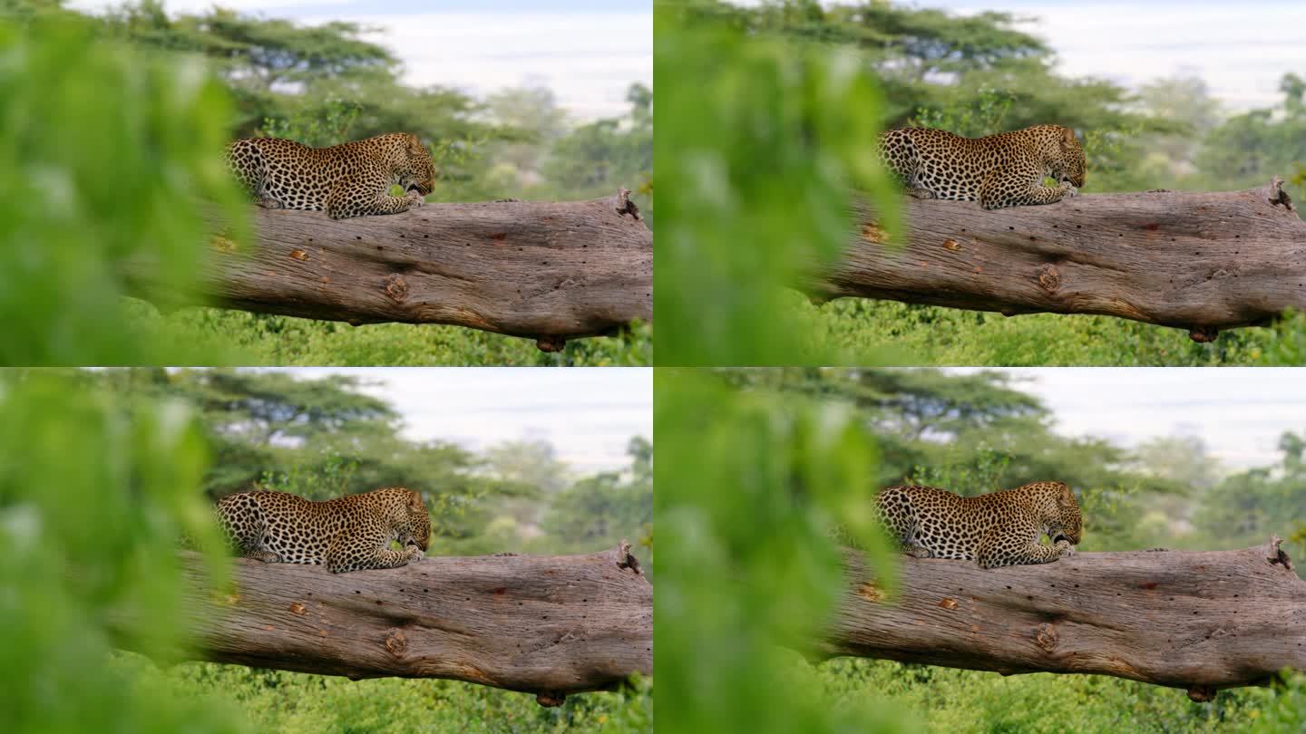 在坦桑尼亚，一只野猫懒洋洋地躺在树干上。在森林树枝上打盹的非洲豹。