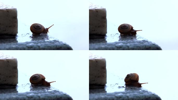 雨后路边石上 一只蜗牛伸展触角