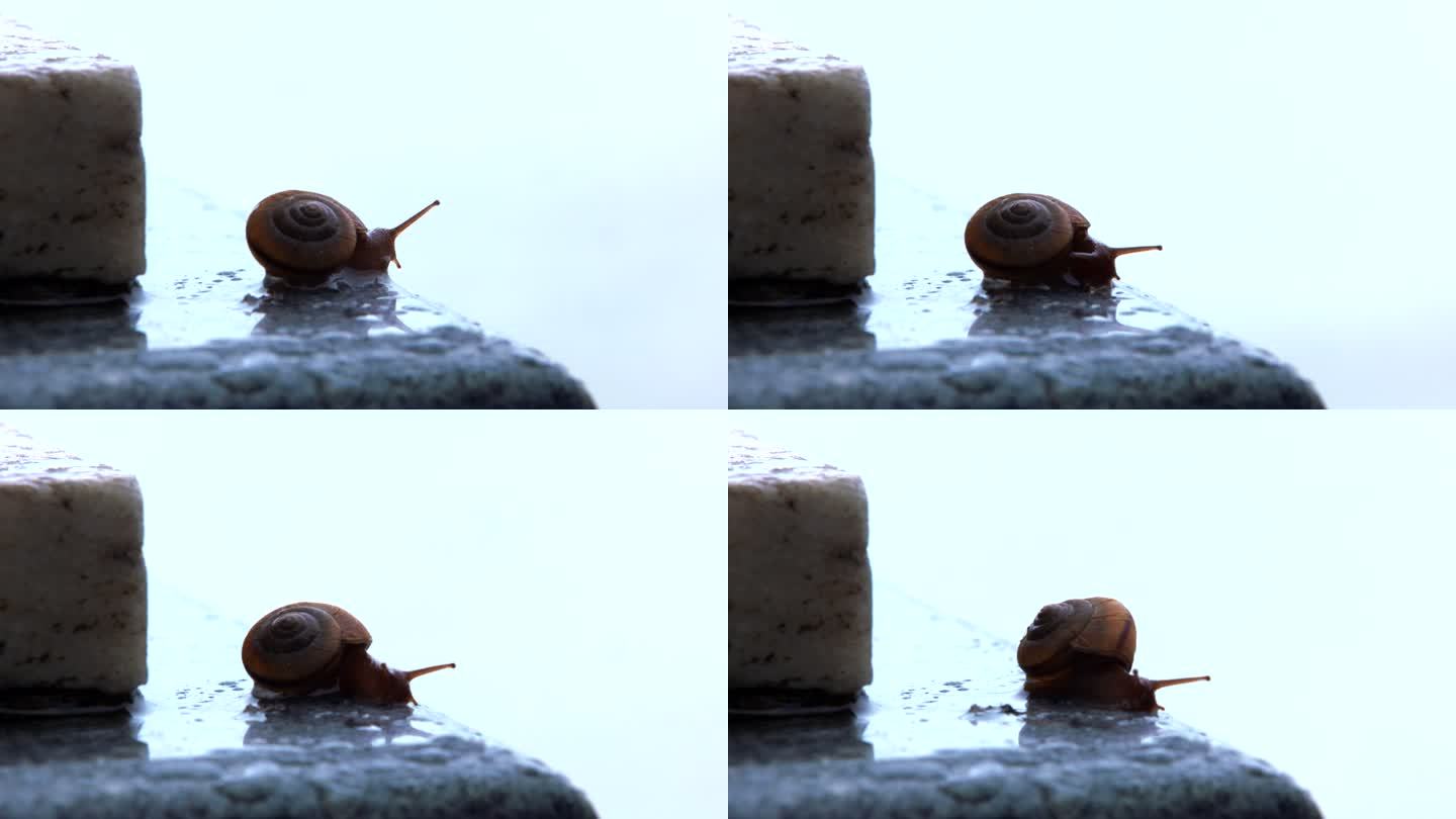 雨后路边石上 一只蜗牛伸展触角