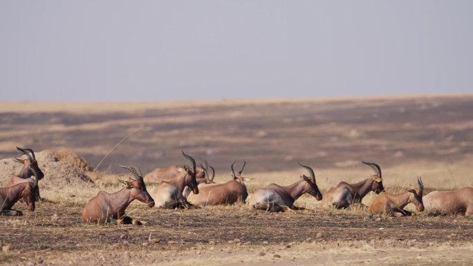 托皮羚羊站在一个小土丘上保护它的羊群