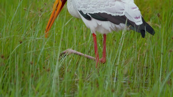 黄嘴鹳和朱鹮在坦桑尼亚茂盛潮湿的草原上优雅地觅食。一瞥鸟类生活的自然美