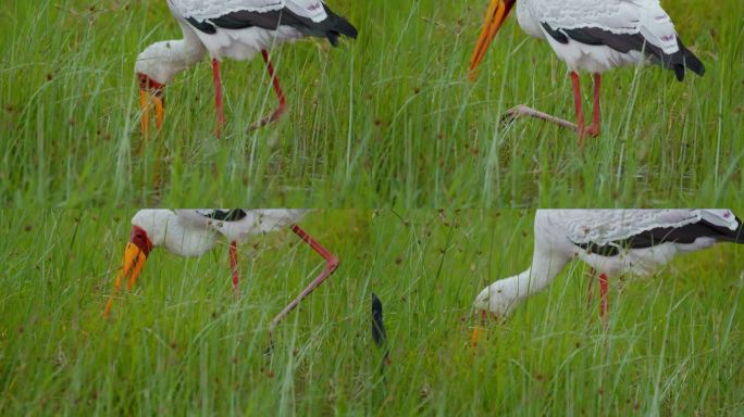黄嘴鹳和朱鹮在坦桑尼亚茂盛潮湿的草原上优雅地觅食。一瞥鸟类生活的自然美