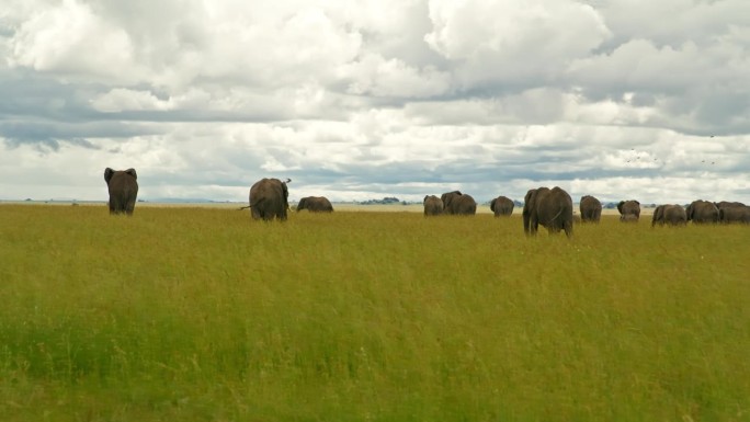 非洲象在塞伦盖蒂国家公园茂盛的草地上吃草的镜头。坦桑尼亚大草原上成群的厚皮动物